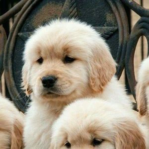 Meet your Posher, Ann